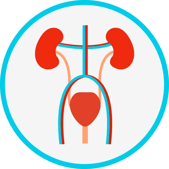Anatomie du système génito-urinaire.